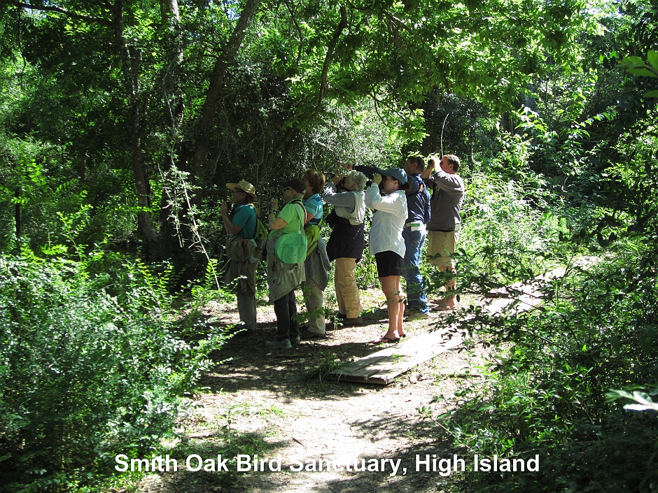 Smith Oak Bird Sanctuary, High Island